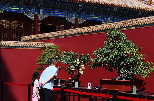 豫闽宏构盆景“北上”皆聚景猴子园
